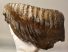 Mammuthus primigenius tooth (3282 grams) Woolly Mammoth Sold (B) 06