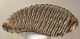 Mammuthus primigenius tooth (3282 grams) Woolly Mammoth Sold (B) 06