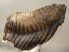 Mammuthus primigenius tooth (3282 grams) Woolly Mammoth Sold (B) 06