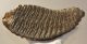 Mammuthus primigenius tooth (3282 grams) Woolly Mammoth Sold (B) 06