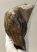 Mammuthus primigenius tooth (3282 grams) Woolly Mammoth Sold (B) 06