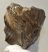 Mammuthus primigenius tooth (3282 grams) Woolly Mammoth Sold (B) 06