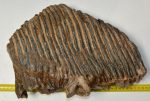   Mammuthus primigenius upper tooth (7730 grams) Woolly Mammoth