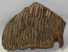 Mammuthus primigenius upper tooth (7730 grams) Woolly Mammoth