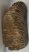 Mammuthus primigenius upper tooth (7730 grams) Woolly Mammoth
