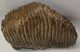 Mammuthus primigenius upper tooth (7730 grams) Woolly Mammoth