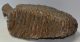 Mammuthus primigenius upper tooth (7730 grams) Woolly Mammoth