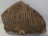Mammuthus primigenius upper tooth (7730 grams) Woolly Mammoth