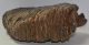 Mammuthus primigenius upper tooth (7730 grams) Woolly Mammoth