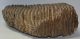 Mammuthus primigenius upper tooth (7730 grams) Woolly Mammoth