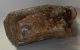 Mammuthus primigenius upper tooth (7730 grams) Woolly Mammoth