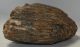Mammuthus primigenius upper tooth (7730 grams) Woolly Mammoth