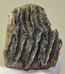 Mammuthus meridionalis részleges fog (636 gramm)