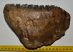 Mammuthus meridionalis tooth (2225 grams) Southern mammoth SOLD (A) 08