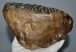 Mammuthus meridionalis tooth (2225 grams) Southern mammoth SOLD (A) 08