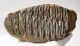 Mammuthus meridionalis tooth (2225 grams) Southern mammoth SOLD (A) 08