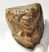 Mammuthus meridionalis tooth (2225 grams) Southern mammoth SOLD (A) 08