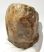 Mammuthus meridionalis tooth (2225 grams) Southern mammoth SOLD (A) 08