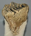 Mammuthus primigenius tooth (705 grams) Woolly Mammoth