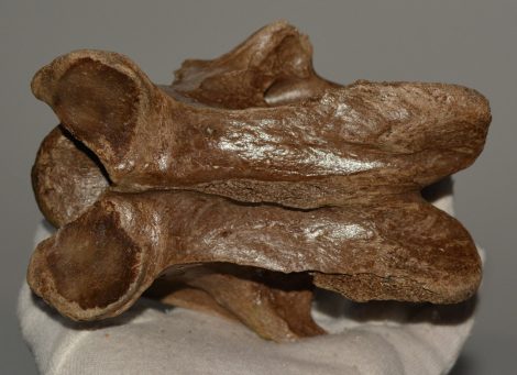 Equus sp, ló részleges nyakcsigolya csont Equus sp, ló részleges nyakcsigolya csont