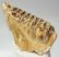 Mammuthus primigenius tooth (223 mm) Woolly mammoth molar