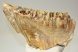 Mammuthus primigenius tooth (223 mm) Woolly mammoth molar