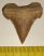 Palaeocarcharodon orientalis tooth (30 mm) from Morocco 