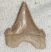 Palaeocarcharodon orientalis tooth (30 mm) from Morocco 