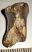 Ursus spelaeus foot bone