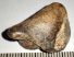 Ursus spelaeus foot bone