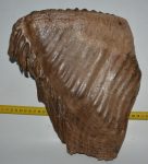 Mammuthus primigenius felső fog (6670 gramm) Gyapjas mamut