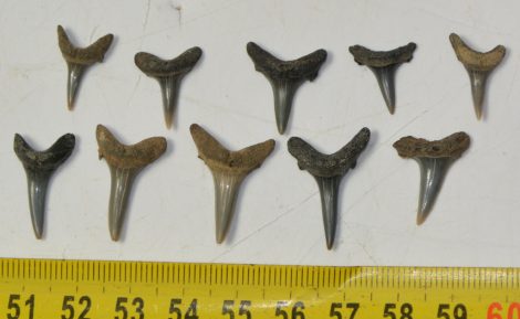 10 db Caraharias gustrowensis cápa fog