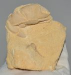 Mesostylus faujasi crab fossil (70 mm) from Belgium