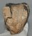 Mammuthus sp. részleges fog (876 gramm) ELFOGYOTT (J) 06