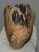 Mammuthus sp. részleges fog (876 gramm) ELFOGYOTT (J) 06