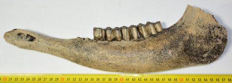 Bison priscus partial jaw (383 mm) SOLD (GG) 03