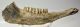 Bison priscus partial jaw (383 mm) SOLD (GG) 03