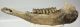 Bison priscus partial jaw (383 mm) SOLD (GG) 03