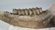 Bison priscus partial jaw (383 mm) SOLD (GG) 03