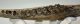 Bison priscus partial jaw (383 mm) SOLD (GG) 03