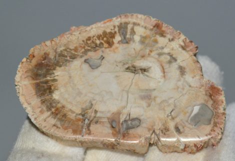 Triassic Araucaria petrified wood (71 grams)