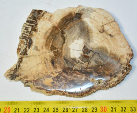 Triassic Araucaria petrified wood