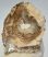 Triassic Araucaria petrified wood