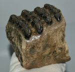 Mammuthus meridionalis partial tooth (1563 grams)