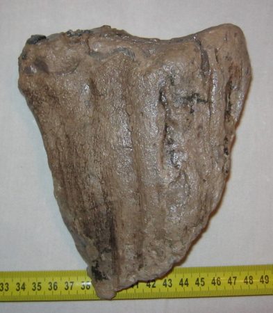 Old Mammoth tooth (625 gram)