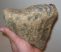 Öreg mamut rágás során elkoptatott foga (625 gramm)