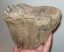 Öreg mamut rágás során elkoptatott foga (625 gramm)