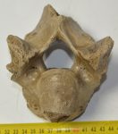 Bison priscus részleges csigolya csont sztyeppei bölény