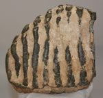 Mammuthus cf. meridionalis részleges fog (2589 gramm)