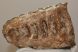 Mammuthus cf. meridionalis részleges fog (2589 gramm)